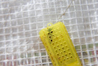 Yeni kraliçe arı olarak da bilinir. Eski kraliçe arı konseptini değiştirmek için kovana koymaya hazır..