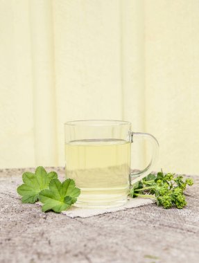 Alchemilla vulgaris, sıradan bir bayanın şifalı bitki çayı konsepti. Doğal ahşap zemin üzerine kompozisyon. 