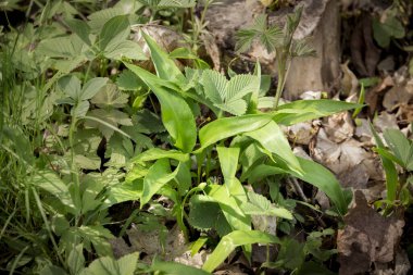 Baharın başlarında ormanda yetişen yabani sarımsak yeşili yapraklar diğer farklı yabani bitkilerle çevrilidir.. 