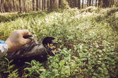 Yazın doğal İskandinav çam ağacı ormanlarında yabani yaban mersinlerini toplamak için böğürtlen toplayıcı el aletini kullanan kişinin görüntüsünü kapatın.. 