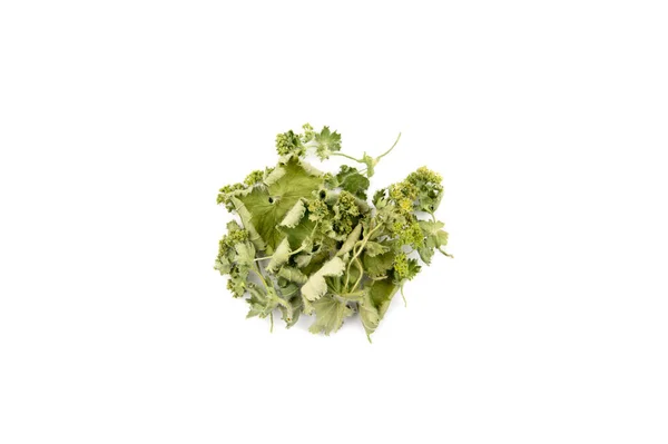 Pile Alchemilla Vulgaris Séché Concept Ingrédient Médicinal Base Tisane Manteau — Photo