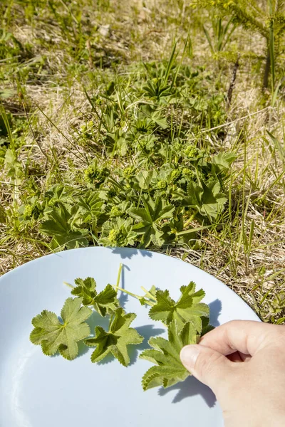 Vista Cerca Persona Que Recoge Mano Las Hojas Alchemilla Vulgaris — Foto de Stock