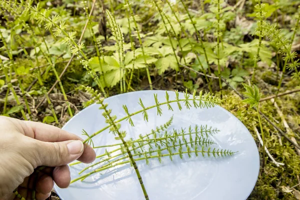 Zblízka Pohled Osobu Ruční Sběr Equisetum Arvense Polní Koňský Ocas — Stock fotografie