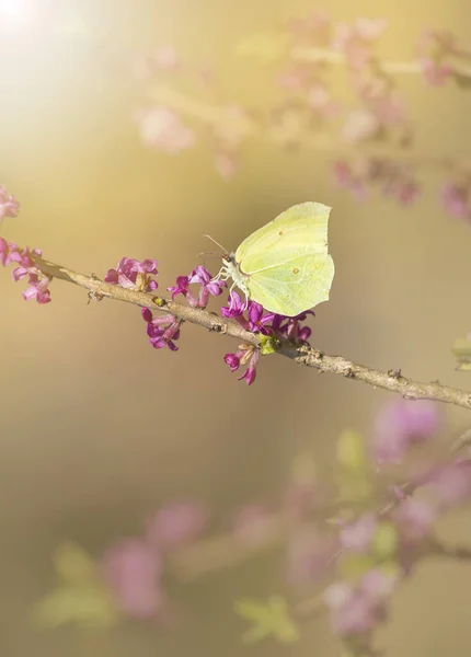 Gonepteryx rhamni (known as the common brimstone stand on February daphne branch and collecting nectar from blossoms. Good positive spring emotions concept.
