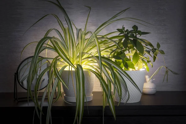 House Plants Growing Indoors Home String Led Lights Illuminating Leaves — Stock Photo, Image
