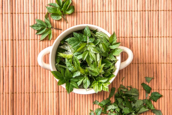 Using Fresh Young Goutweed Leaves Food Spring Aegopodium Podagraria Commonly — Stock Photo, Image