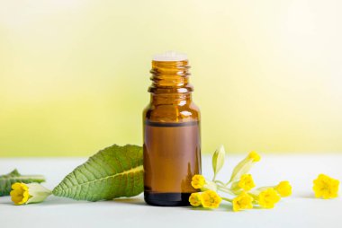 Primula veris (inek ayağı, inek ayağı, inek ayağı çuha çiçeği; syn. Primula officinalis Hill tentür yağı şişede taze yaprak ve yeşil arka planda çiçekler. Alternatif tıp konsepti.