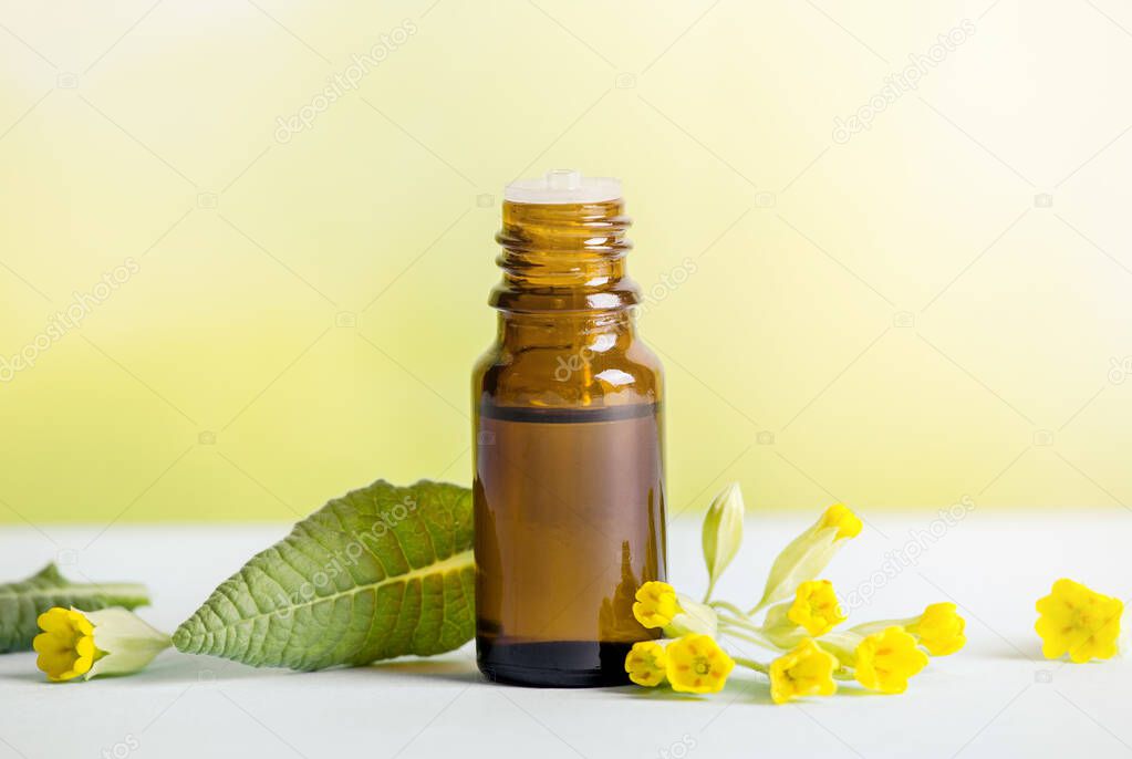 Primula veris (cowslip, common cowslip, cowslip primrose; syn. Primula officinalis Hill tincture oil in bottle with fresh leaf and blossoms on green background. Alternative medicine concept.