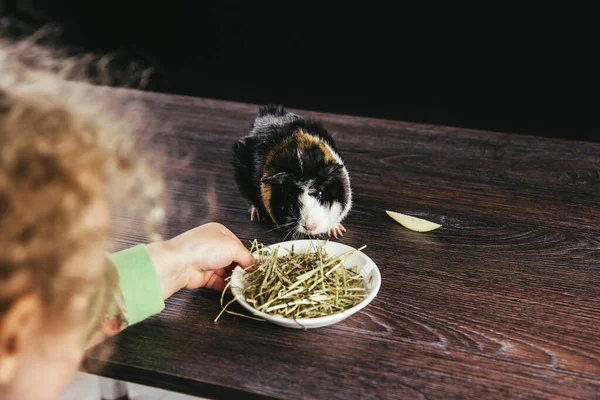Girl child feeding young domestic guinea pig (Cavia porcellus), also known as cavy or domestic cavy dry grass hay from ceramic bowl indoors, black background, brown wooden table.