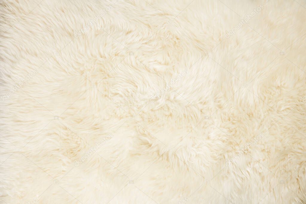 Whole background covered close up view of white sheepskin fur. Copy space.