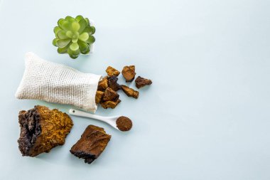 Düz manzara, vahşi doğal chaga mantarı, İnonotus obur tozu ve çay ve kahve yapmak için parçalar. Sağlıklı bitkisel bitki temelli tıbbi gıda takviyesi konsepti.