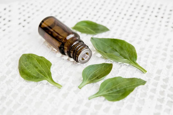 Plantago Major Broadleaf Plantain White Man Foot Greater Plantain Tincture — Stock Photo, Image