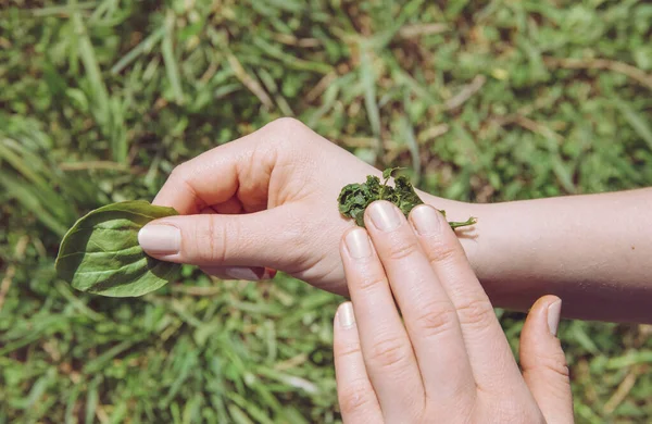 Person hand holding and healing wound with antibacterial plant mixture of Plantago major, broadleaf plantain, white man's foot, or greater plantain. Herbal medicine concept.