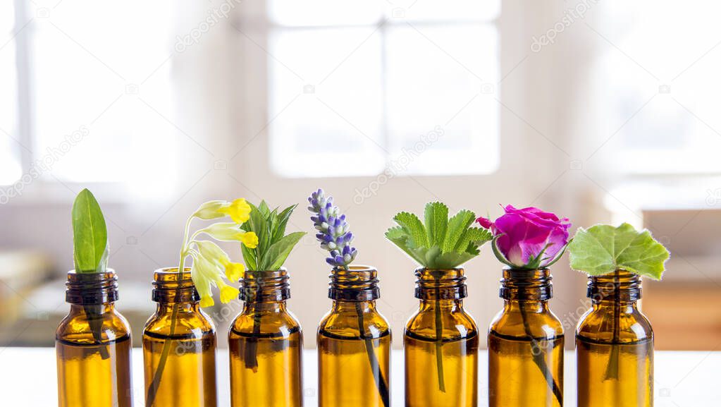 Selective focus lot of fresh herbs in small vintage bottles in a row. Essential oil concept.Blurred white window with glowing daylight background. Lavender, rose, cowslip, lady's mantle, peppermint.