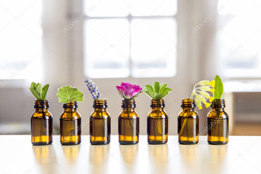 Selective focus lot of fresh herbs in small vintage bottles in a row. Essential oil concept.Blurred white window with glowing daylight background. Lavender, rose, cowslip, lady's mantle, peppermint.