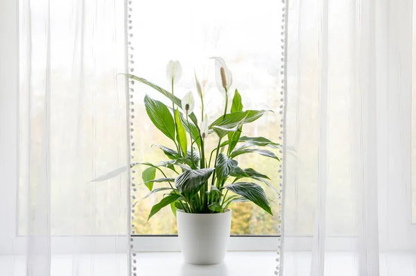 Plantas Purificación Aire Concepto Casa Spathiphyllum Conocen Comúnmente Como Nenúfares —  Fotos de Stock
