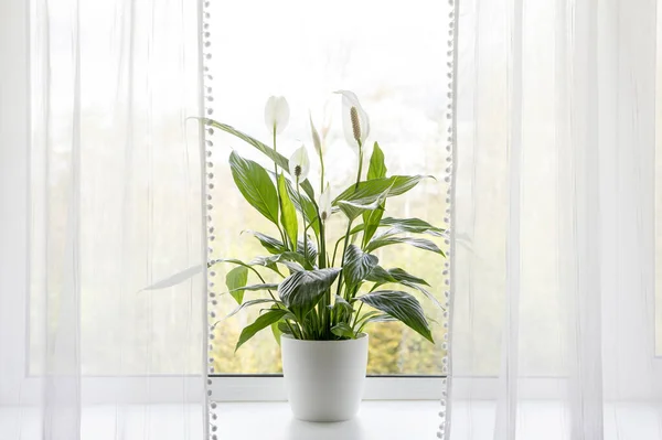 Plantas Purificación Aire Concepto Casa Spathiphyllum Conocen Comúnmente Como Nenúfares —  Fotos de Stock