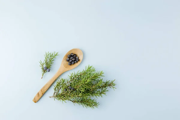 Juniper Latin Juniperus Communis Berry Wood Spots Juniper Tree Branch — 스톡 사진