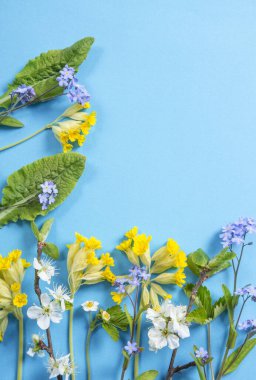 Çeşitli bahar çiçekleri arka plan konsepti. Mavi unutma beni notları, sarı inek terlikleri, mavi arka planda kiraz çiçekleri, bir sürü kopya alanı.. 