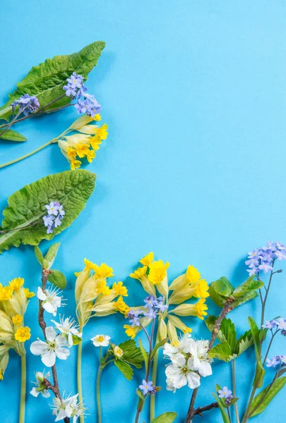 Varios Flores Primavera Concepto Fondo Blue Forget Nots Cowslips Amarillos — Foto de Stock