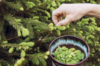Close up view of woman person hand picking fresh young spruce tree (Picea abies) shoots for food outdoors in spring. clipart