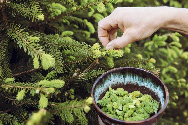 Close View Woman Person Hand Picking Fresh Young Spruce Tree — Stock Photo, Image