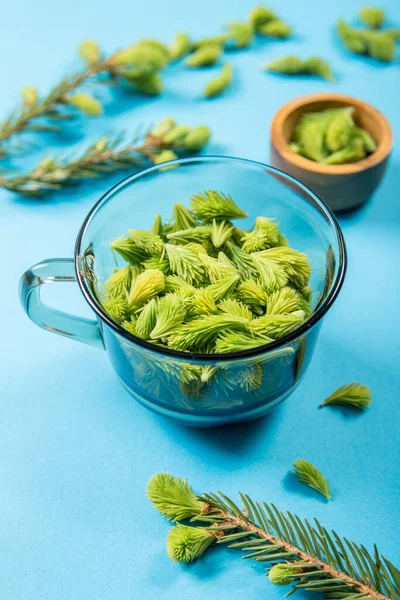 Verwenden Sie Frische Rohe Junge Fichtensprossen Picea Abies Zum Essen — Stockfoto