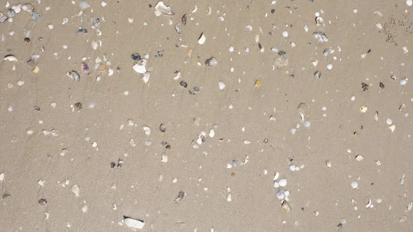 Küçük deniz kabukları ile kum plaj arka plan