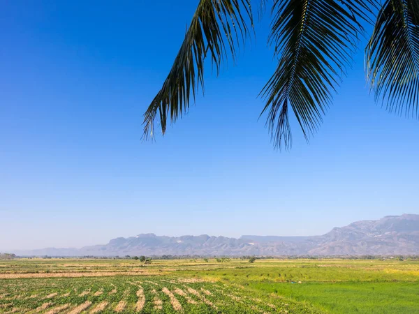 Foreg kırsal alan ve mavi gökyüzü sahne ile Hindistan cevizi yaprakları