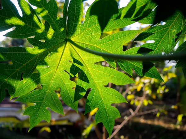 Closeup Papaya leaf