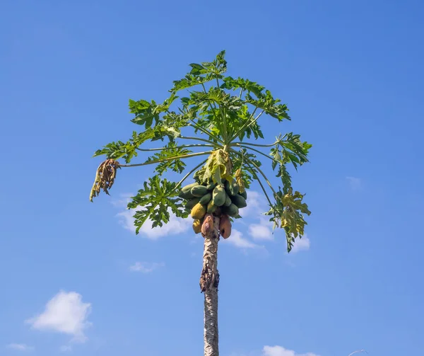 Papaia árvore no fundo céu azul Fotografia De Stock