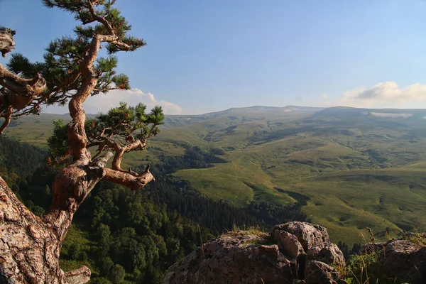 Çam ağacı, Lago Naki platosunun muhteşem manzarasına hayran.