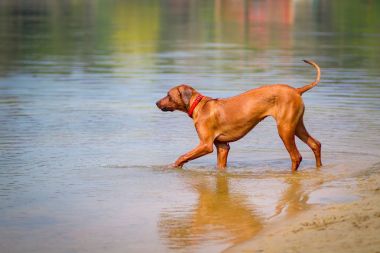 Rodezya Ridgeback açık havada