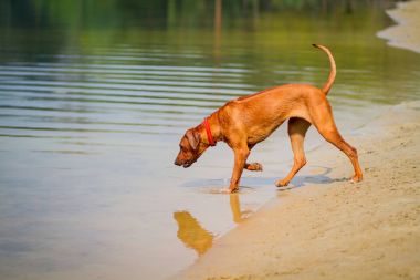 Rodezya Ridgeback açık havada