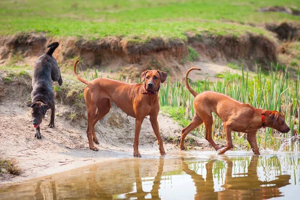Üç köpek açık havada