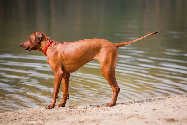 Rodezya Ridgeback açık havada