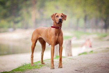 Rhodesian Ridgeback Outdoors clipart