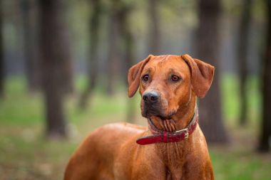Rodezya Ridgeback açık havada