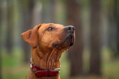 Rodezya Ridgeback açık havada