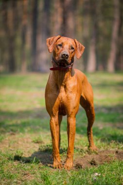 Rodezya Ridgeback açık havada