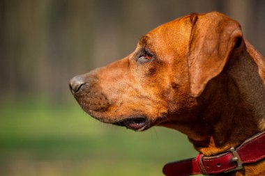 Rodezya Ridgeback açık havada