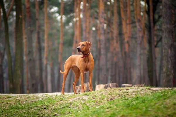 Rodezya Ridgeback açık havada