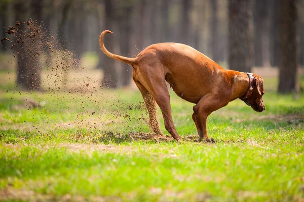 Rodezya Ridgeback açık havada