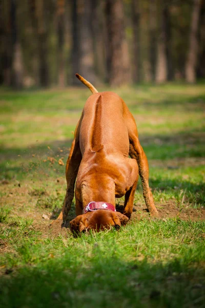 Rodezya Ridgeback açık havada
