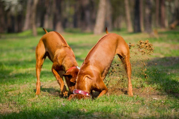 Rhodesian Ridgeback Outdoors — Stockfoto