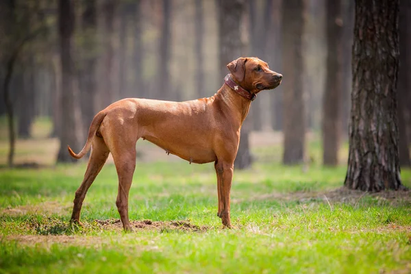 Rodezya Ridgeback açık havada