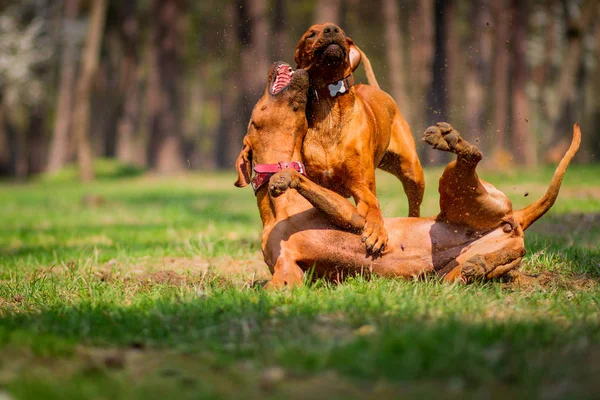 Rodosluların Tazılar açık havada