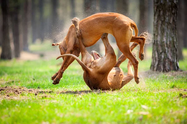Rodosluların Tazılar açık havada