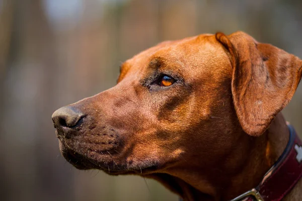 Rhodesian Ridgeback Outdoors — Stock Photo, Image