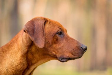 Bir parkta yürüyüş Rodezya ridgeback portresi
